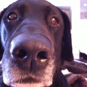 Meet your Posher, Prudence pick